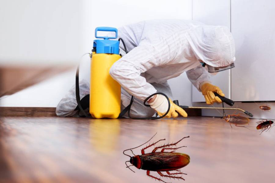Why Should You Hire Professionals to Get Rid of Cockroaches in Your Home