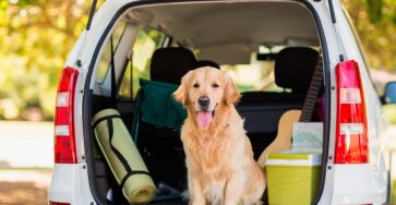 Dog Boarding Packing Checklist