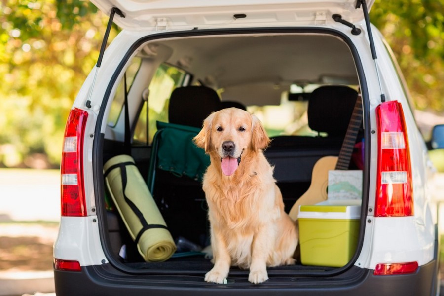 Dog Boarding Packing Checklist